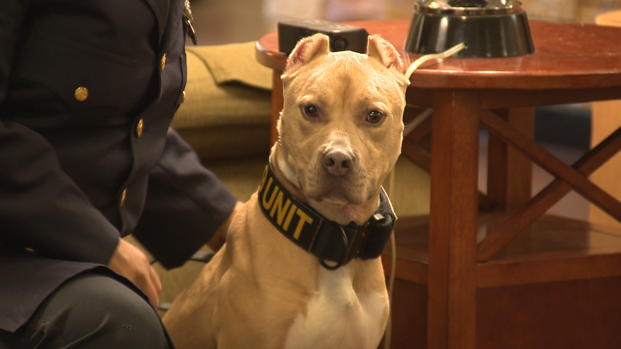 How To A Certified Dog Trainer In Florida How to Train Your